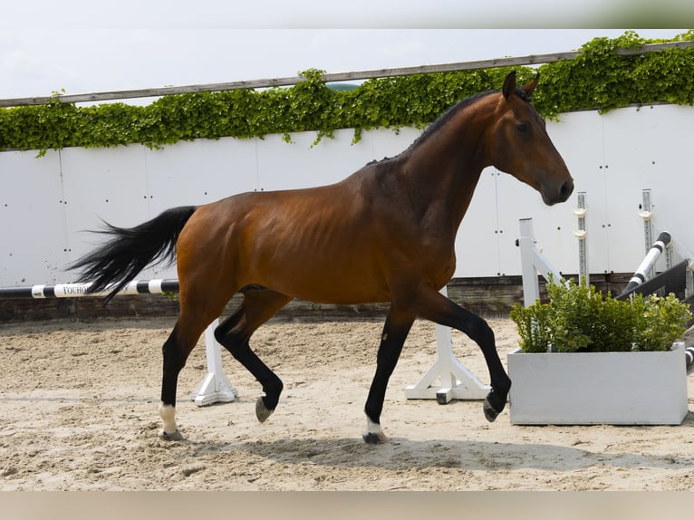Zangersheide Ogier 3 lat 167 cm Gniada in Waddinxveen