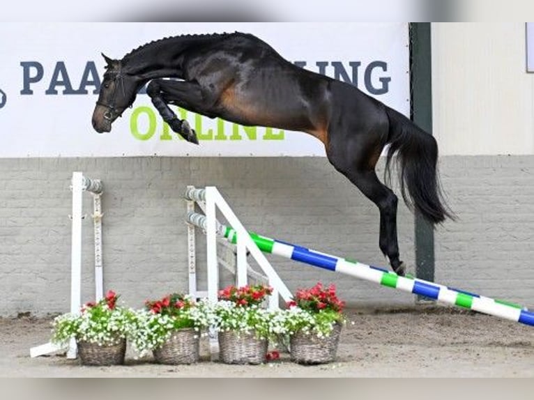 Zangersheide Ogier 3 lat 167 cm Kara in Heerde