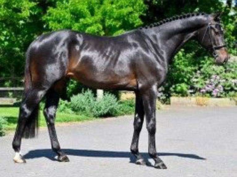 Zangersheide Ogier 3 lat 167 cm Kara in Heerde