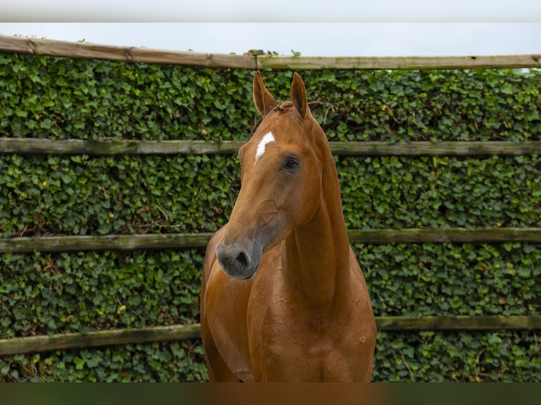 Zangersheide Ogier 3 lat 167 cm Kasztanowata in Waddinxveen
