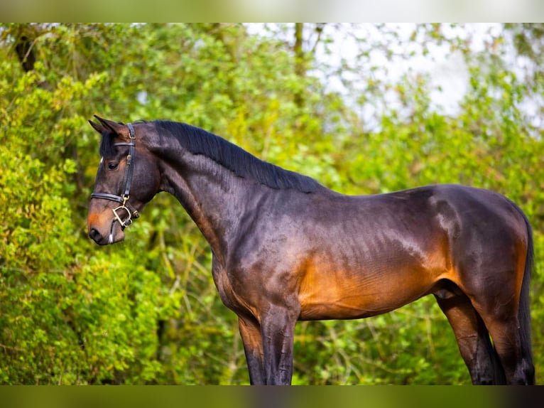 Zangersheide Ogier 3 lat 168 cm Ciemnogniada in Weiterstadt