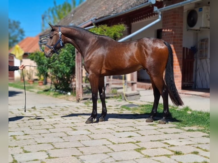 Zangersheide Ogier 3 lat 168 cm Gniada in Békéscsaba