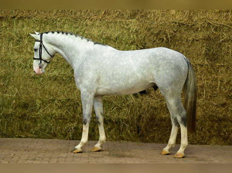 Zangersheide Ogier 3 lat 168 cm Siwa in Bladel