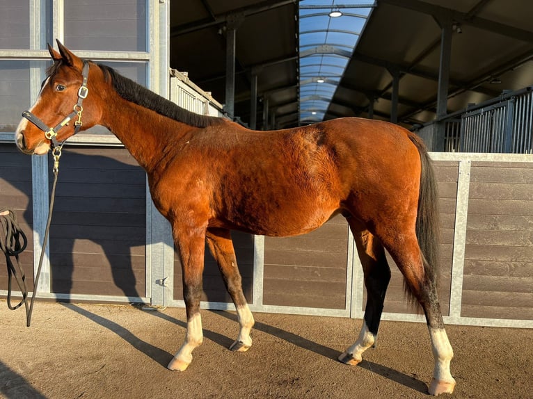 Zangersheide Ogier 3 lat 175 cm Gniada in Bronków