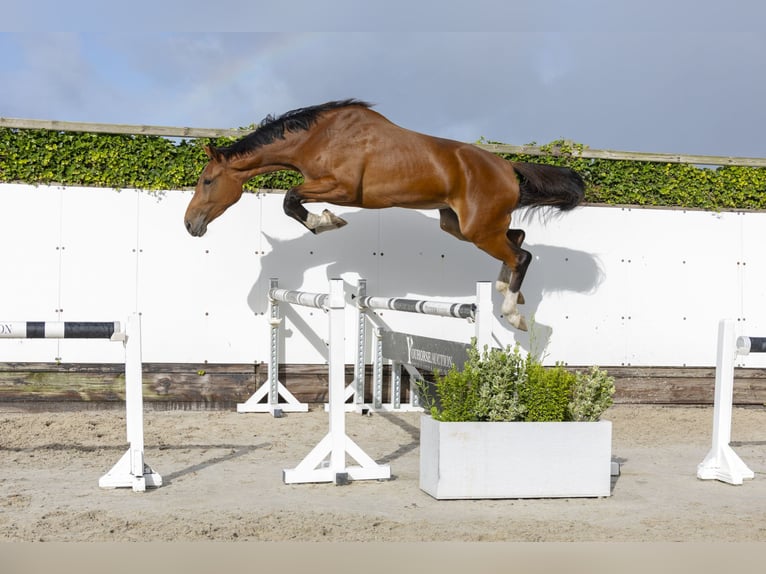 Zangersheide Ogier 3 lat 175 cm Gniada in Waddinxveen