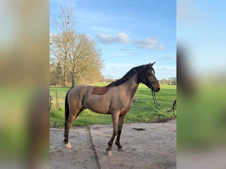 Zangersheide Ogier 4 lat 153 cm Gniada in Gangelt