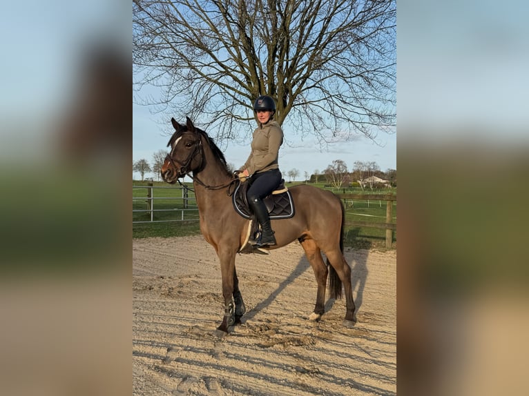 Zangersheide Ogier 4 lat 153 cm Gniada in Gangelt