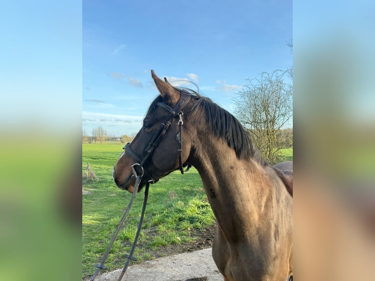Zangersheide Ogier 4 lat 154 cm Gniada in Gangelt