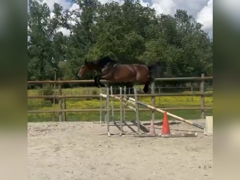 Zangersheide Ogier 4 lat 166 cm Ciemnogniada in Schijndel