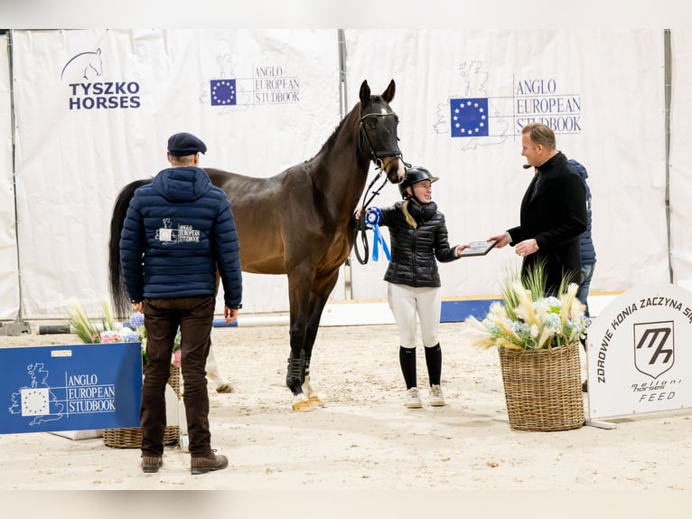 Zangersheide Ogier 4 lat 167 cm Ciemnogniada in Wysogotowo