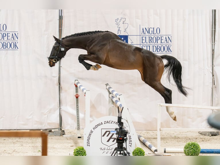 Zangersheide Ogier 4 lat 167 cm Ciemnogniada in Wysogotowo