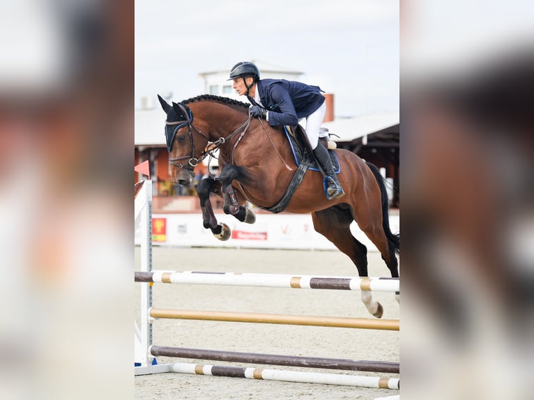 Zangersheide Ogier 4 lat 170 cm Gniada in Sośnicowice