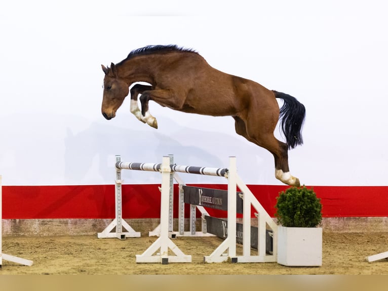 Zangersheide Ogier 4 lat 171 cm Gniada in WaddinxveenWaddinxveen