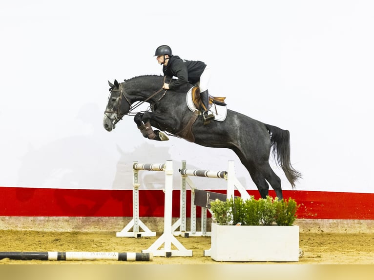 Zangersheide Ogier 4 lat 172 cm Siwa in Waddinxveen