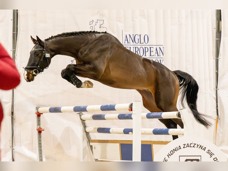 Zangersheide Ogier 4 lat 173 cm Ciemnogniada in Wysogotowo