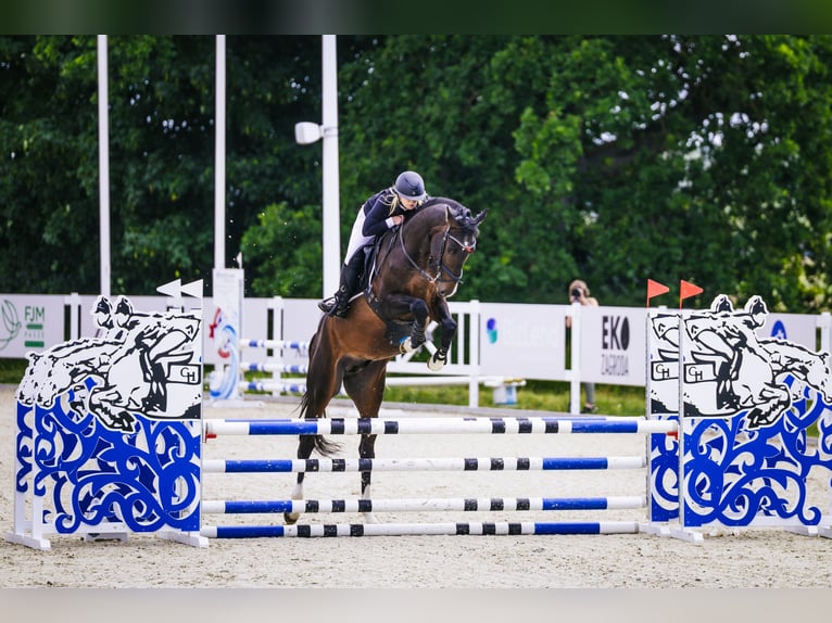 Zangersheide Ogier 4 lat 173 cm Ciemnogniada in Wysogotowo
