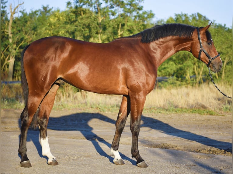 Zangersheide Ogier 4 lat 174 cm Ciemnogniada in Gyula