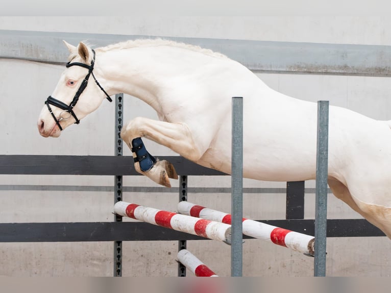 Zangersheide Ogier 5 lat 157 cm Cremello in Bytom