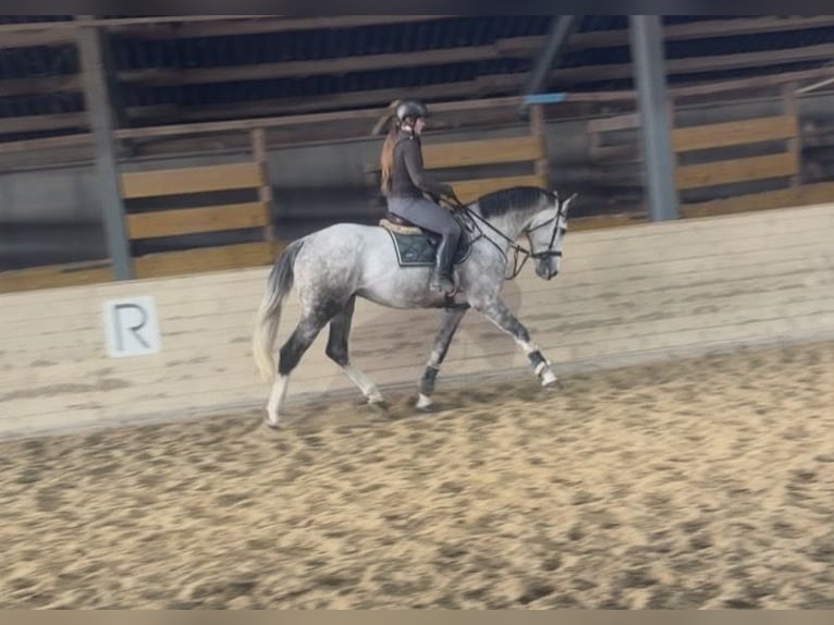 Zangersheide Ogier 5 lat 168 cm Siwa jabłkowita in Pelmberg