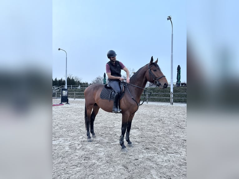 Zangersheide Ogier 5 lat 169 cm  in Schijndel