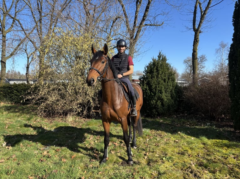Zangersheide Ogier 5 lat 169 cm  in Schijndel