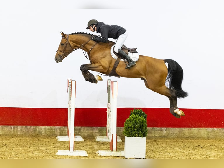 Zangersheide Ogier 5 lat 169 cm in Waddinxveen