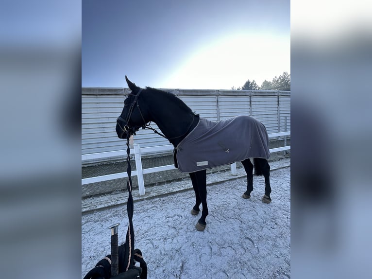 Zangersheide Ogier 5 lat 172 cm Kara in Wrocław