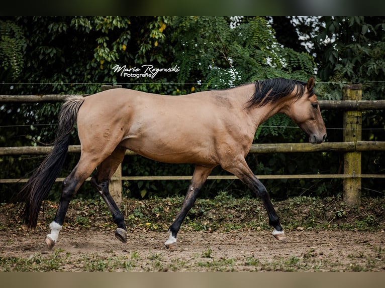 Zangersheide Ogier 7 lat 163 cm Bułana in Beaumont-Pied-de-Buf