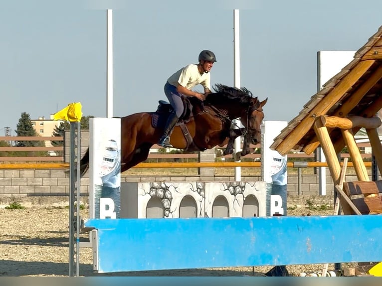 Zangersheide Ogier 7 lat 168 cm Gniada in Brno