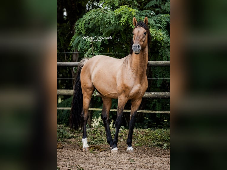 Zangersheide Ogier 8 lat 163 cm Bułana in Beaumont-Pied-de-Buf