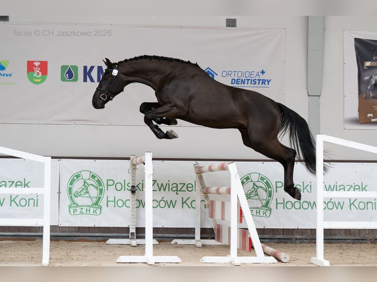 Zangersheide Ogier Kara in Marcelewo