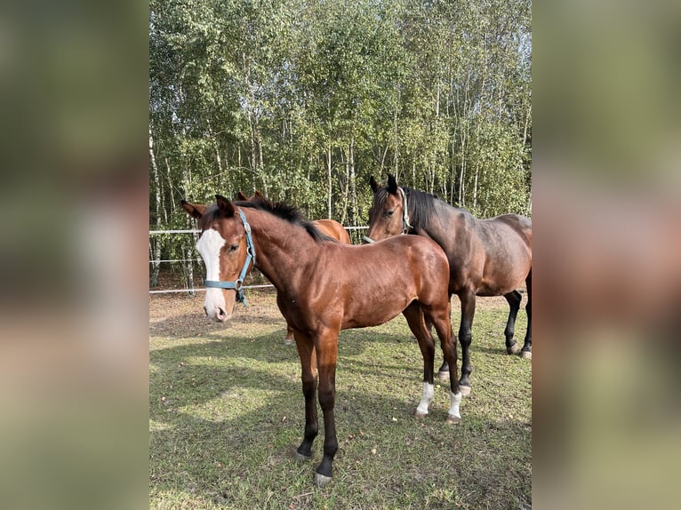 Zangersheide Ogier Źrebak (04/2025) 168 cm Gniada in Minsk Mazowiecki