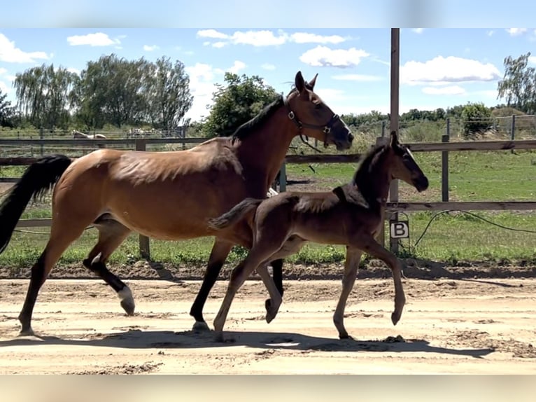 Zangersheide Ogier Źrebak (04/2026) 168 cm Kara in Mücheln (Geiseltal)