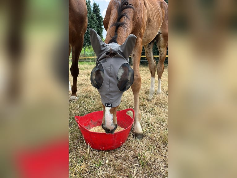Zangersheide Ogier Źrebak (05/2026) 170 cm Gniada in Linnich