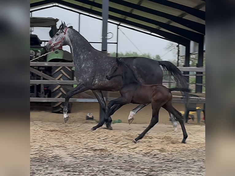 Zangersheide Ogier  173 cm Ciemnogniada in Handrup