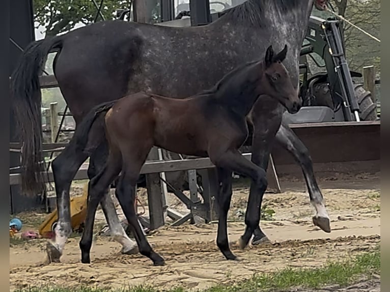 Zangersheide Ogier  173 cm Ciemnogniada in Handrup