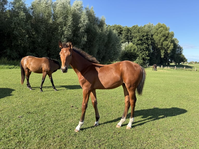 Zangersheide Mix Ogier Źrebak (04/2026) 175 cm Gniada in Biendorf