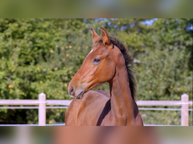Zangersheide Ogier Źrebak (05/2026) 175 cm Gniada in Graested