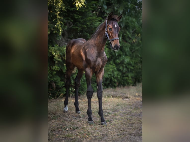 Zangersheide Ogier  Ciemnogniada in Putte