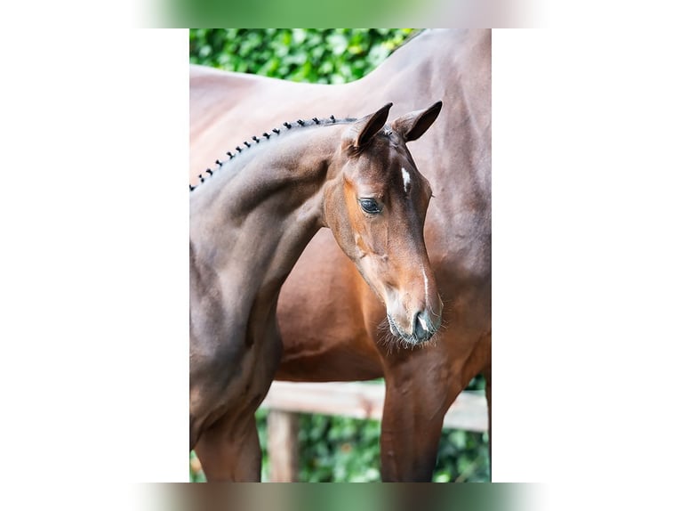 Zangersheide Ogier Źrebak (05/2026) Ciemnogniada in Waddinxveen
