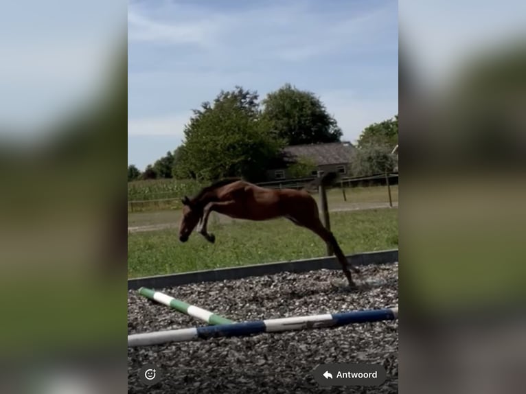 Zangersheide Ogier Źrebak (05/2025) Gniada in Etten-Leur