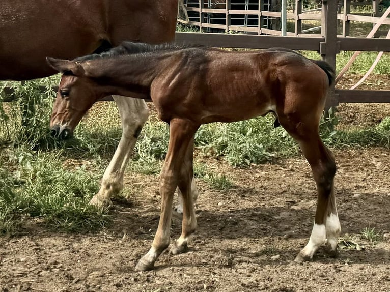 Zangersheide Ogier Źrebak (07/2024) Gniada in GROTE-BROGEL