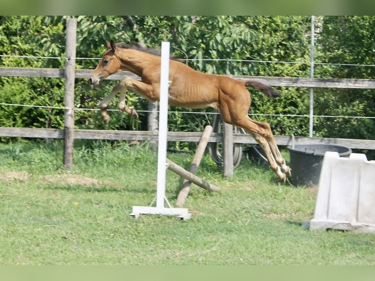 Zangersheide Ogier Źrebak (06/2026) Gniada in San Pietro di Morubio