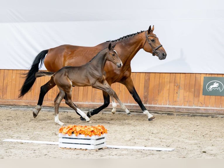 Zangersheide Ogier Źrebak (05/2025) in Babor&#xF3;wko