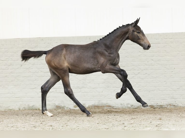 Zangersheide Ogier Źrebak (03/2025) in Heerde