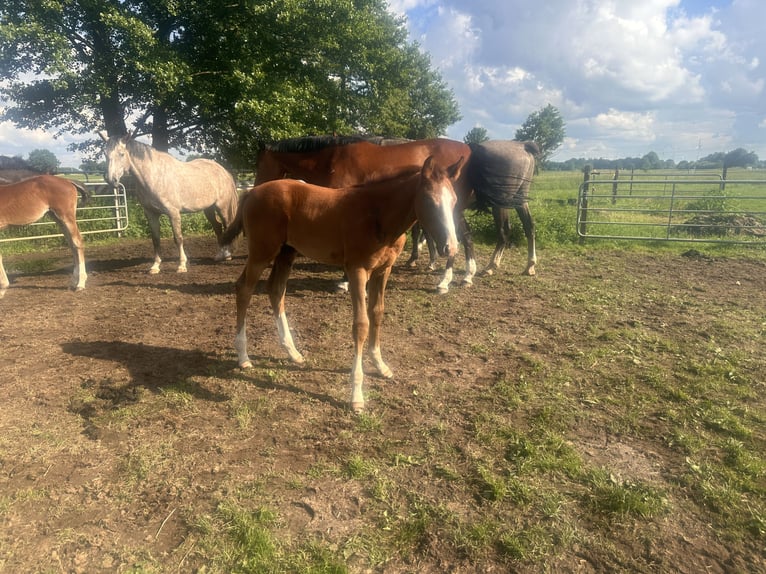 Zangersheide Ogier Źrebak (03/2024) Siwa in Schwarmstedt