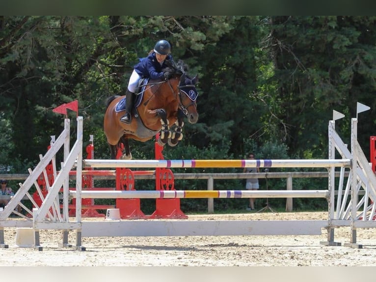 Zangersheide Ruin 10 Jaar 148 cm Bruin in Grenoble