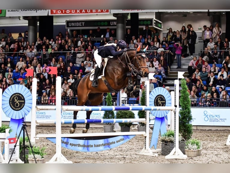 Zangersheide Ruin 10 Jaar 163 cm Roodbruin in xxx