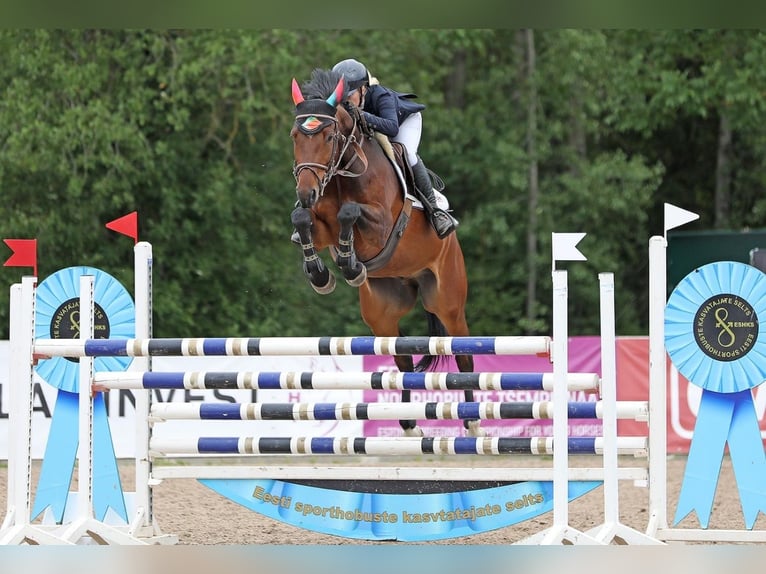 Zangersheide Ruin 10 Jaar 163 cm Roodbruin in xxx