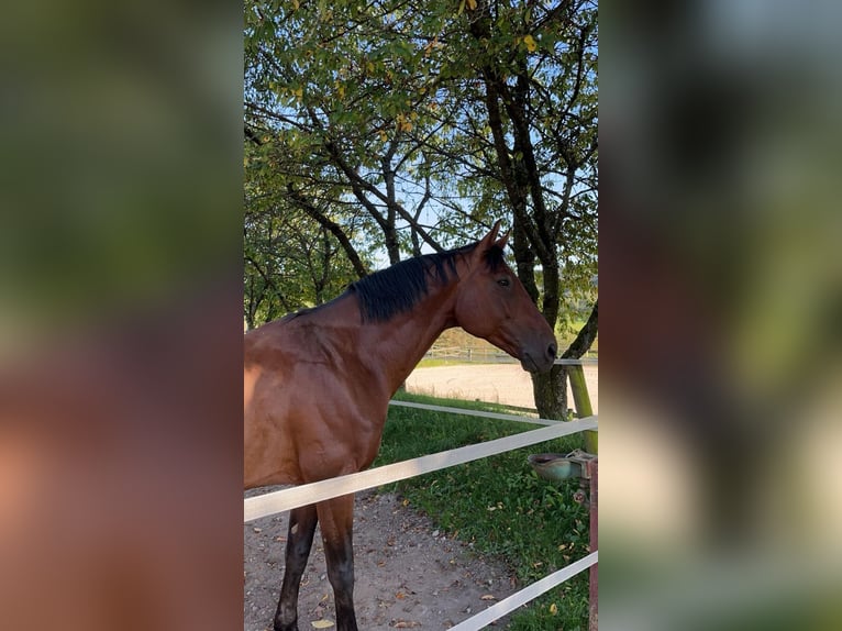 Zangersheide Ruin 10 Jaar 167 cm Bruin in Ensch